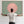Japandi Framed Canvas - Sage Green Pink - Frame Included